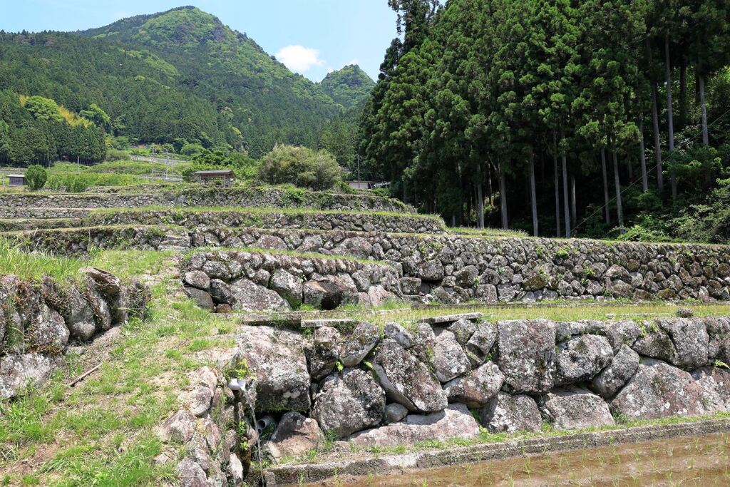 田植えを終えた新城市の千枚田棚田＃５
