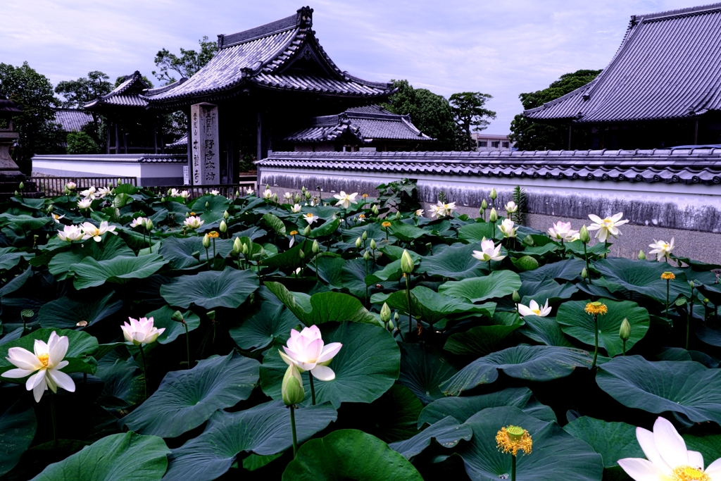 本證寺のハスの花＃４