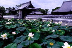 本證寺のハスの花#4