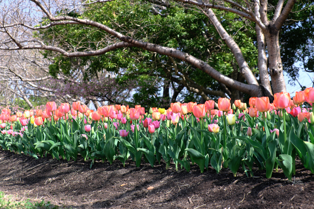 カラフルな早咲きのチューリップ＃４