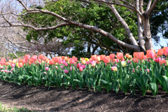 カラフルな早咲きのチューリップ#4