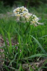 アゲハ蝶と彼岸花＃９