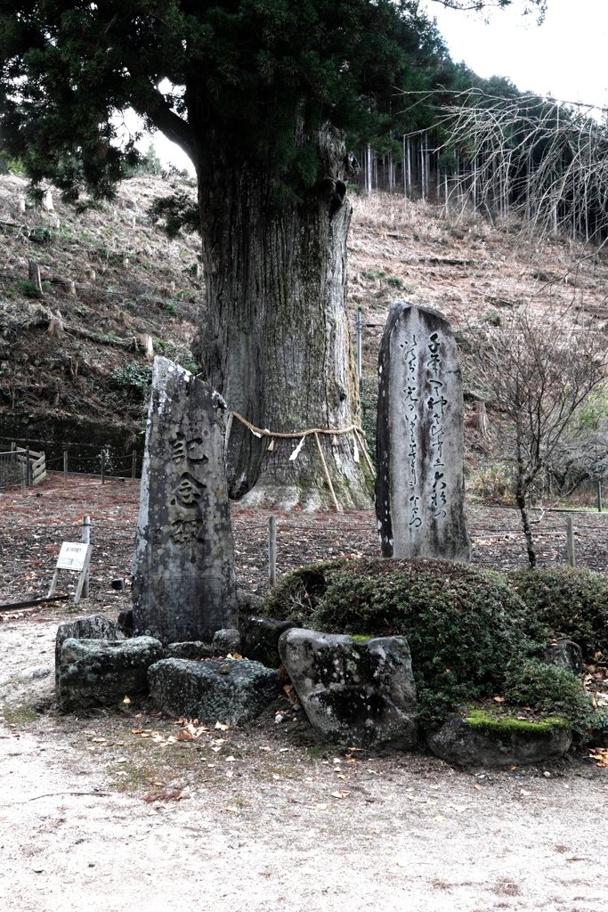 根羽村の『月瀬の大杉』＃３