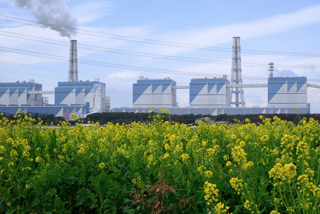 春を告げる花・菜の花＃７