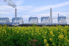 春を告げる花・菜の花＃７