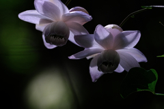 今年もレンゲショウマに逢いに#5