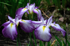 今年も逢いに菖蒲の花＃６