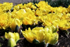 華麗な姿のチューリップ＃６