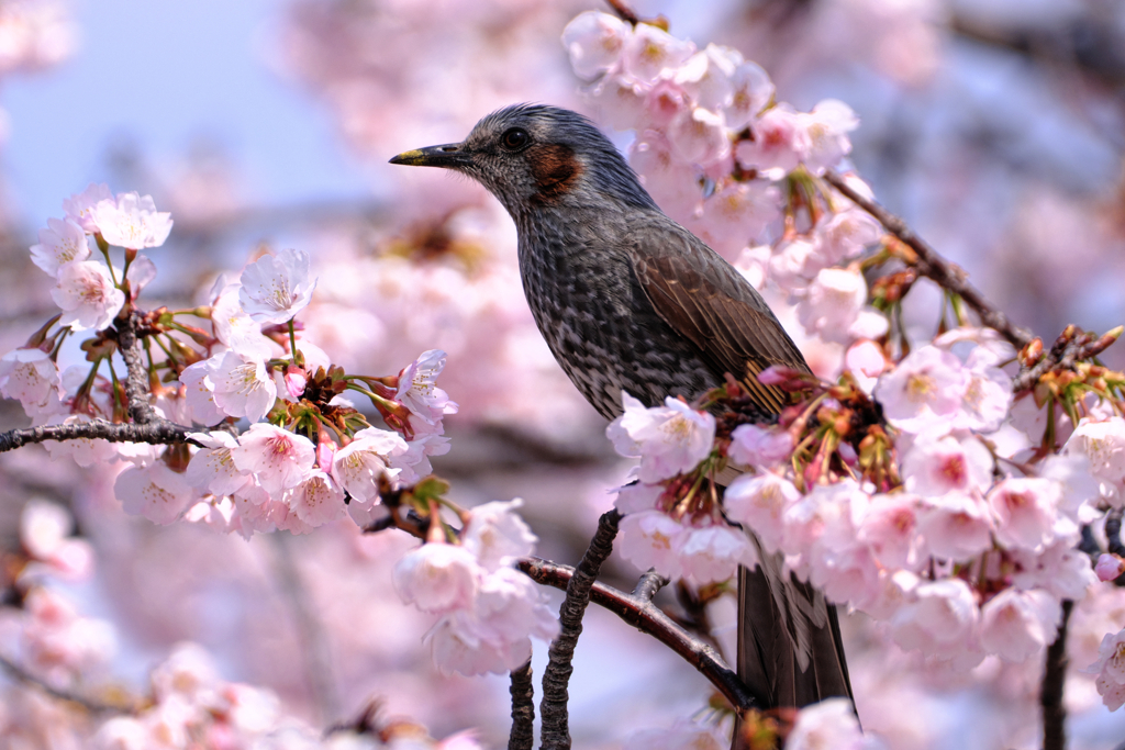 早咲きサクラが見頃＃１０