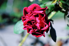 ミササガパークの秋バラ＃２