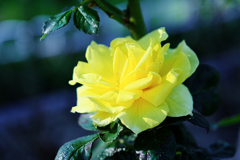 ミササガパークの秋バラ＃１