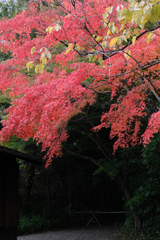 博物館・明治村場内の紅葉＃６