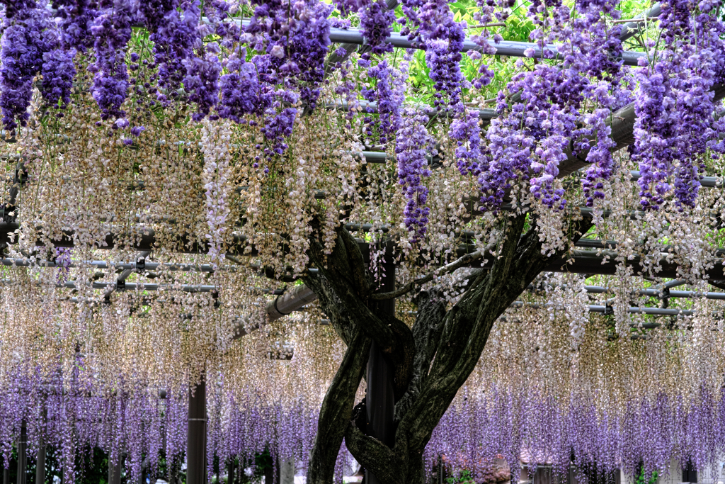 散り始めの藤撮影＃５