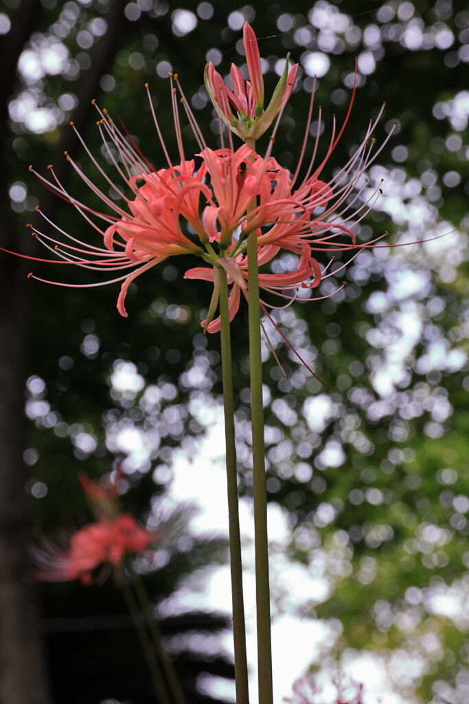 五分咲きを迎えたリコリスの花＃３