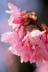 地元で咲き始めた寒緋サクラ＃７