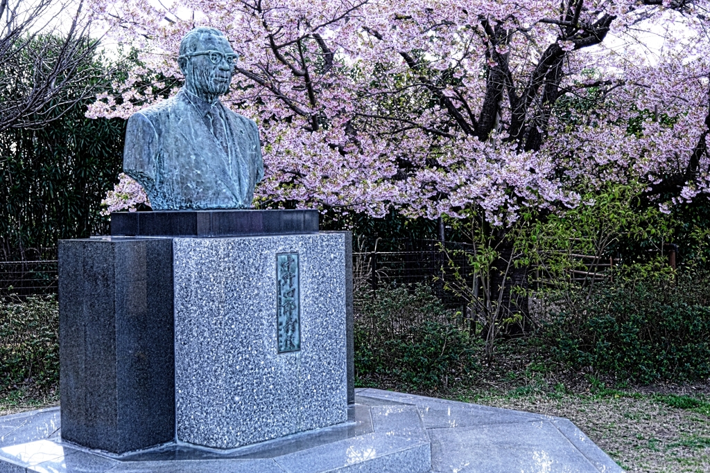 早咲きサクラ満開＃１０