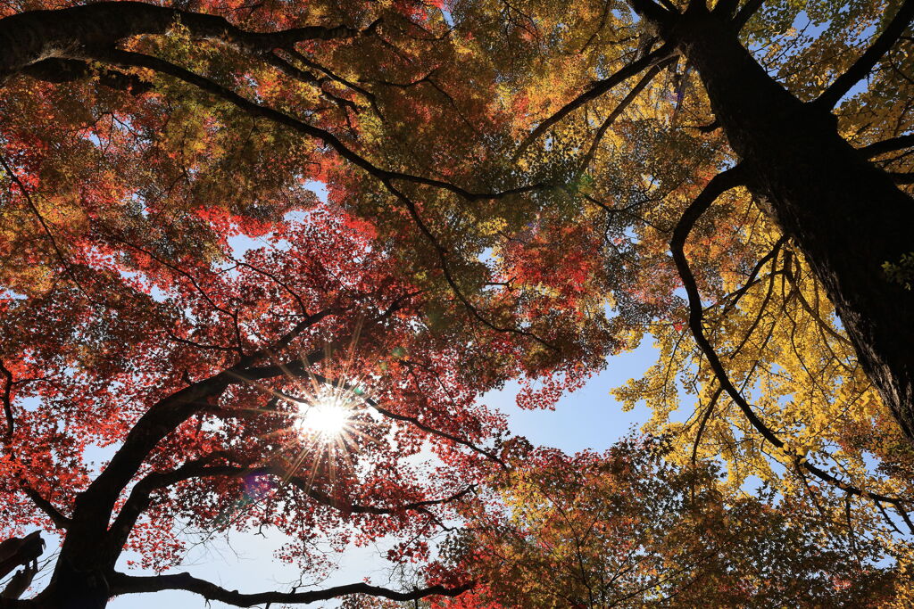 久し振りに大井平公園紅葉撮影＃３