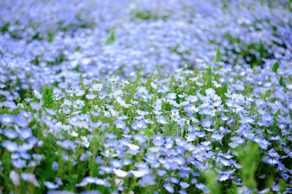ネモフィラが見頃＃２
