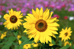 季節外れの向日葵とコスモスのコラボ＃４