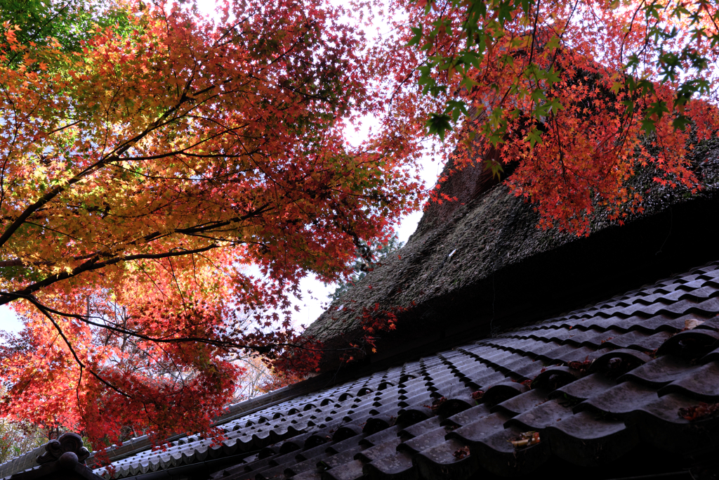 石の寺・教林坊の紅葉＃５