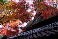 石の寺・教林坊の紅葉＃５