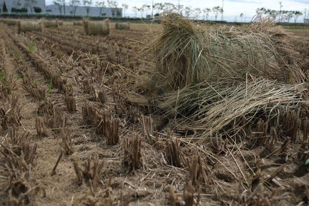 安城市で見掛けたわらロールのある情景＃６