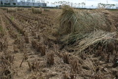 安城市で見掛けたわらロールのある情景＃６
