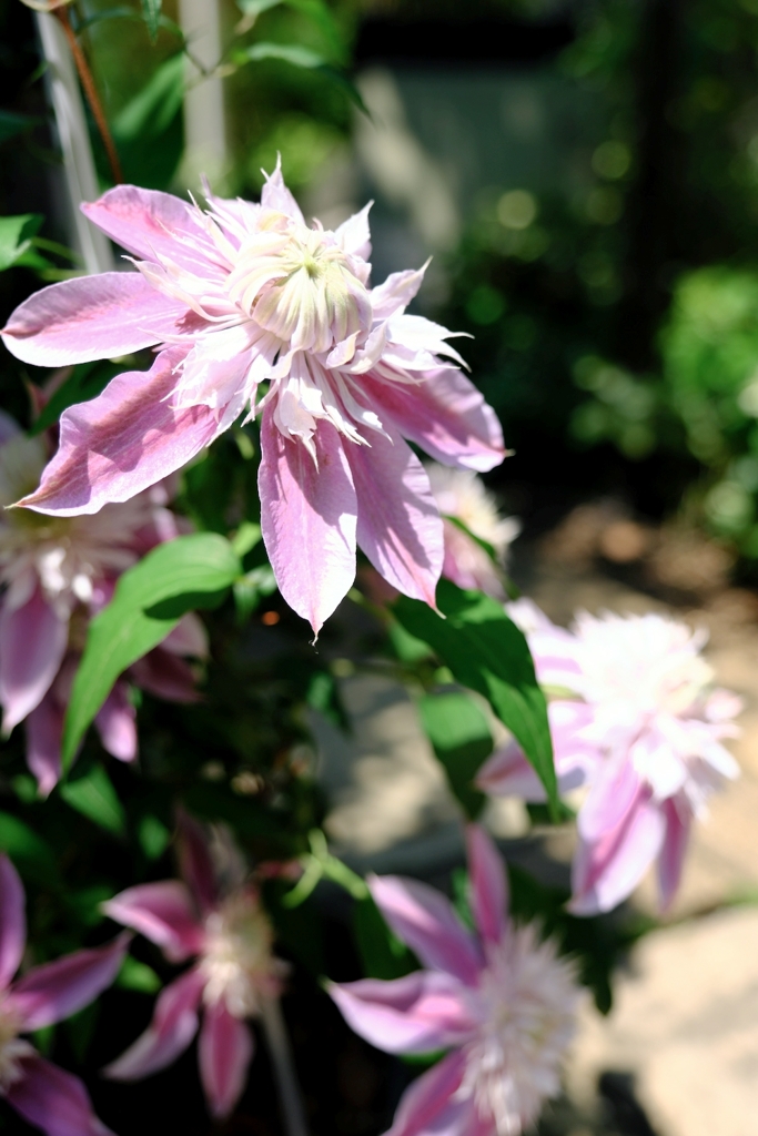 ガーデンミュージアム花遊庭＃５