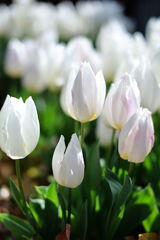 温室内は春真っ盛り＃３