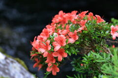 見頃を迎えた岩ツツジ＃４