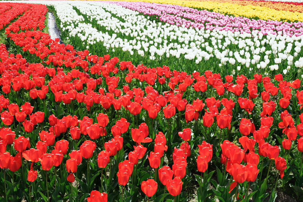 華麗な姿のチューリップ＃１