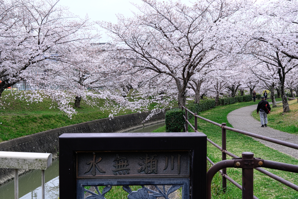 満開の水無瀬川サクラ並木＃５