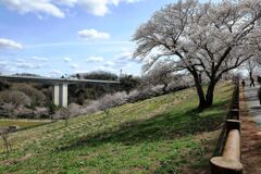 春爛漫の鞍ヶ池公園#6