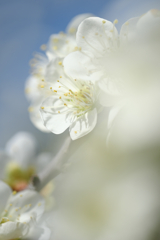 春はウキウキ花の季節＃１