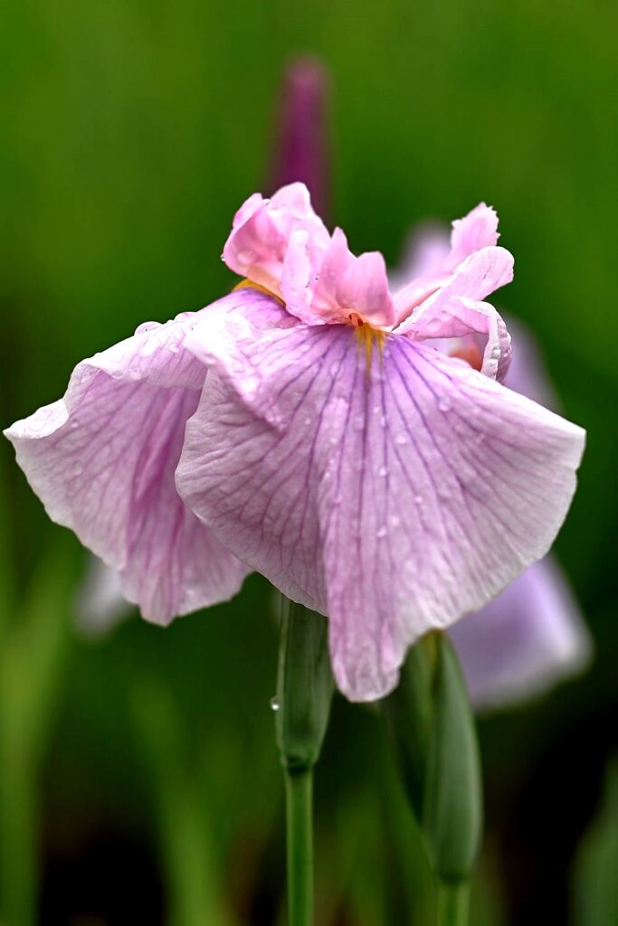 小雨が降る中での花菖蒲＃８