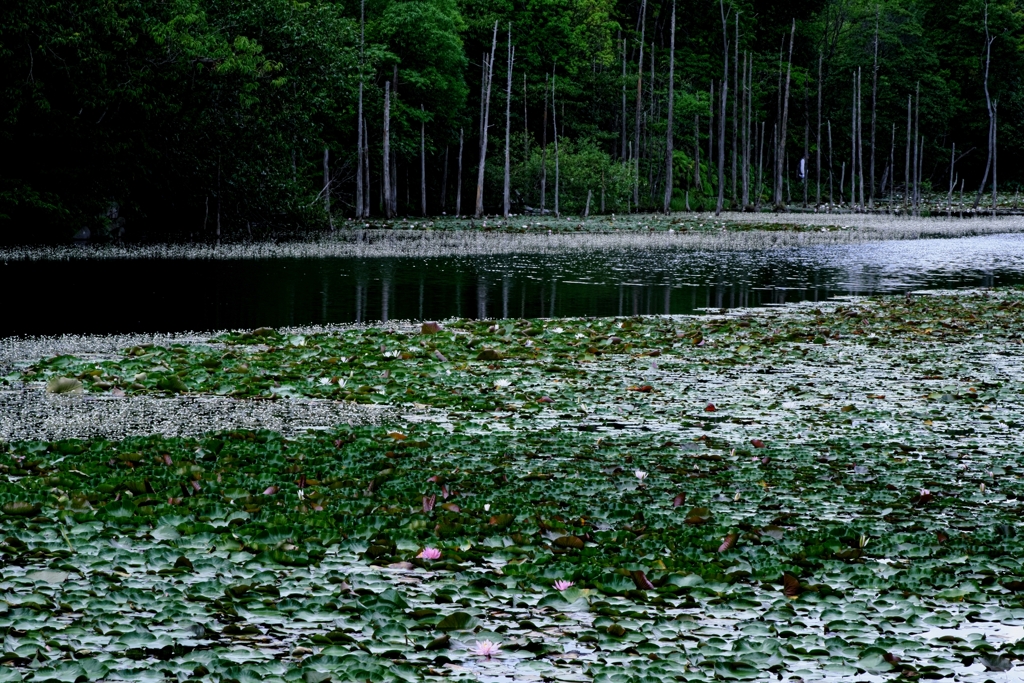 岡崎の大正池こと小呂池＃１０