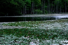 岡崎の大正池こと小呂池#10