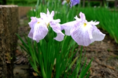 見頃が待ち遠しい花菖蒲#10