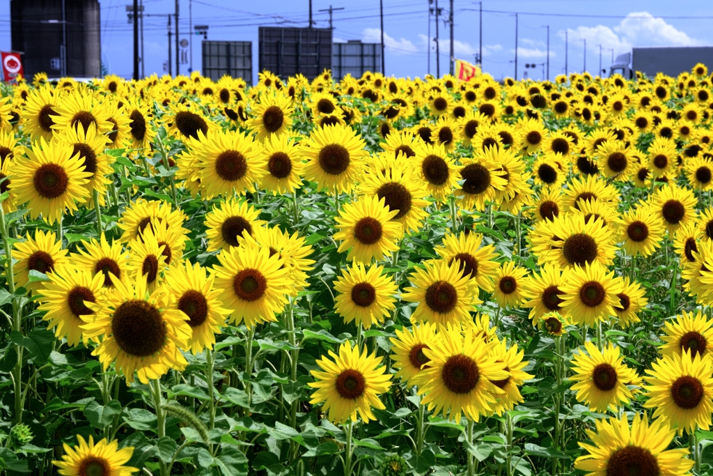 にいみ農園ヒマワリ畑＃３
