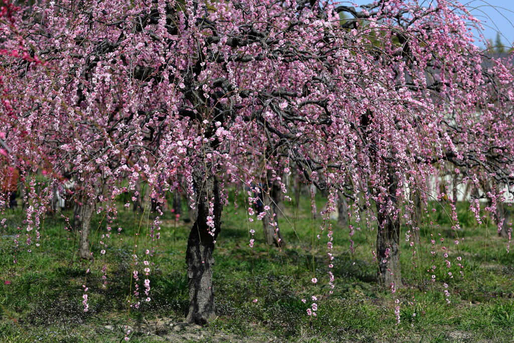 見頃を迎えた枝垂れ梅＃２