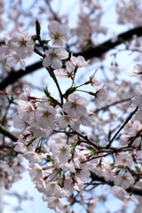 近所の神社で咲き始めたサクラたち#7