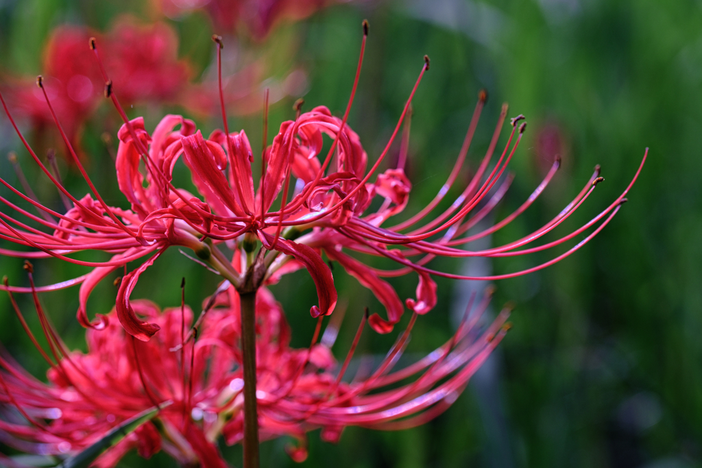 咲き始めた紅い彼岸花＃９