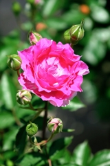 良い香りのバラが咲き始めた~#7