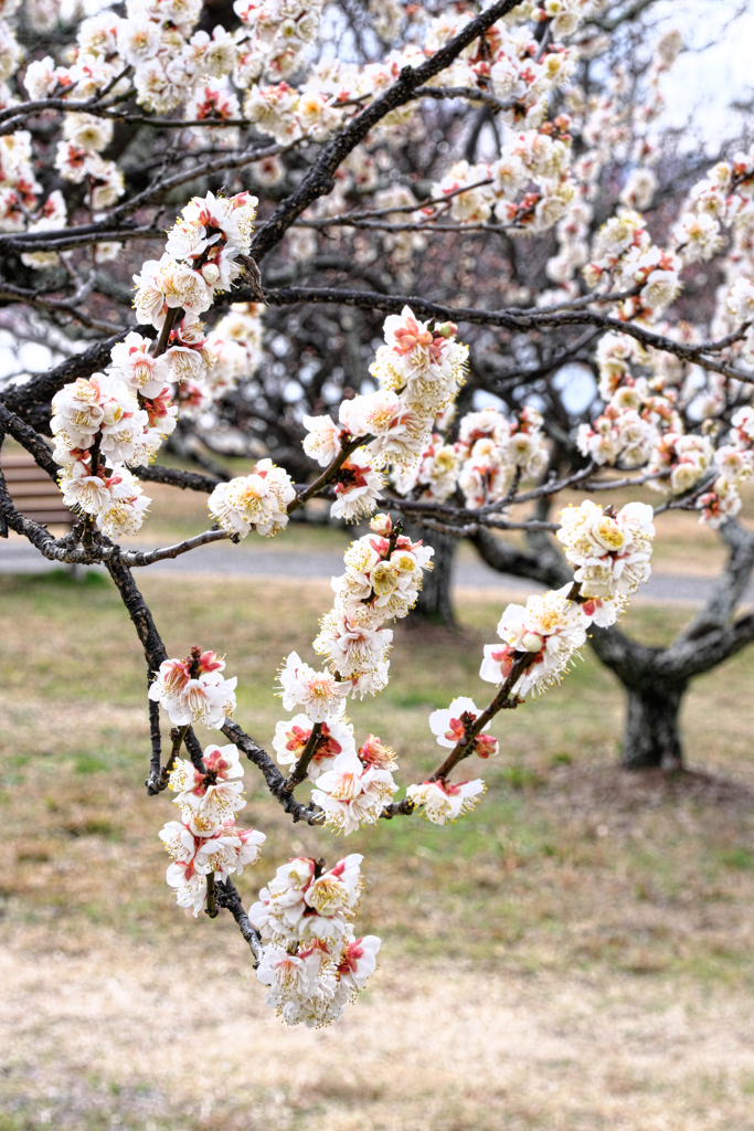 岡崎南公園の梅の花＃３
