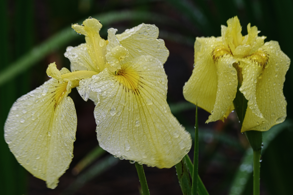 雨降りの花菖蒲撮影＃８