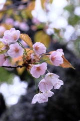 雨降りの雫狙いサクラ撮影＃７