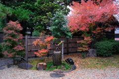 敢えて雨降りの紅葉撮影#3