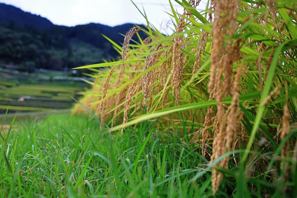 収穫を迎えた恵那市の坂折棚田＃１０