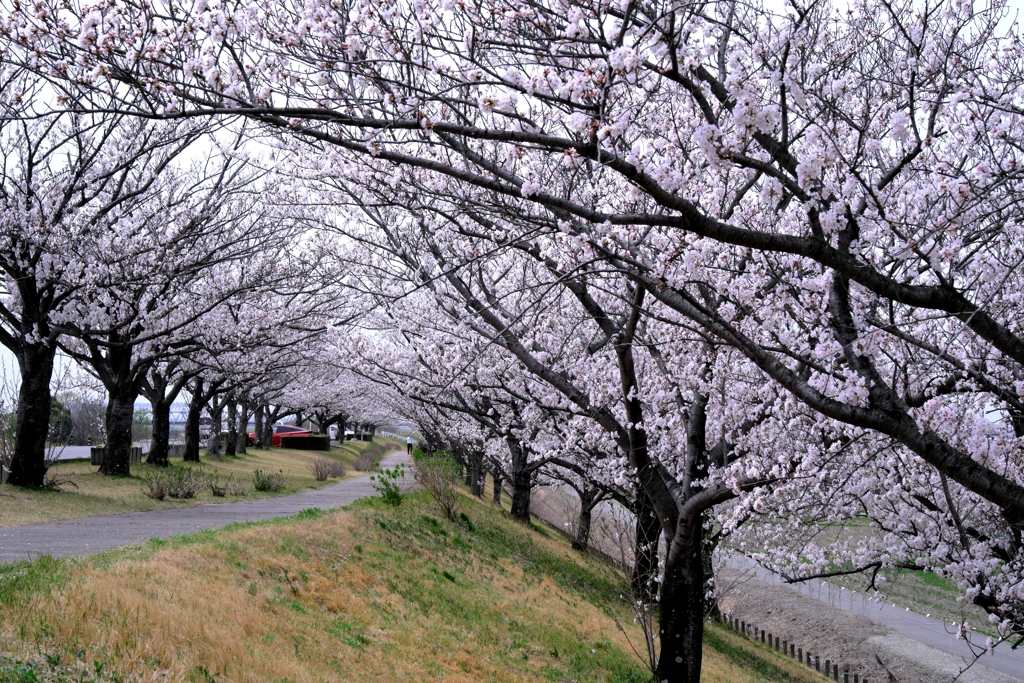近場で効率良く2ヶ所でサクラ撮影＃７