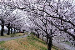 近場で効率良く2ヶ所でサクラ撮影＃７